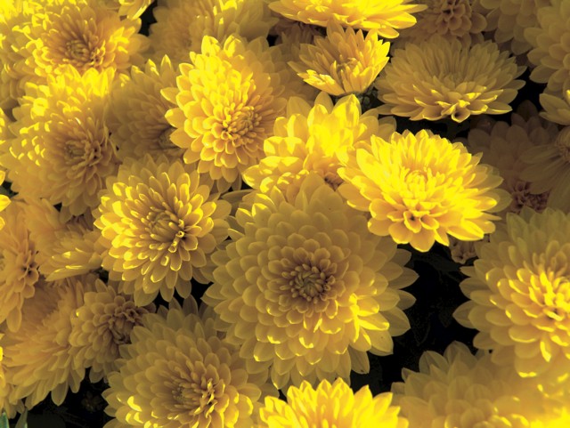 42 Blume